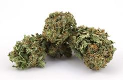Hybrid cannabis-buy weed online
