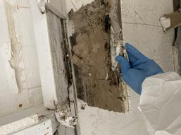 Black mold inspection