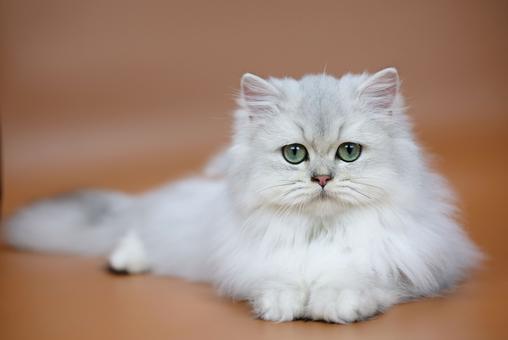 British Shorthair Longhair Cats Kittens