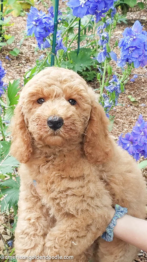 Goldendoodle Puppies for Sale Massachusetts - American Goldendoodle