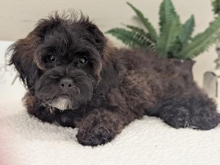 AVAILABLE ~ Olga shichonpoo male Om3