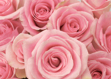 Light Pink Roses