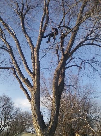 ISA Certified Arborist performing tree trimming services for a customer in Omaha NE