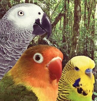 Remington Feed has bird food for Parrots, pictured here, and all domesticated birds