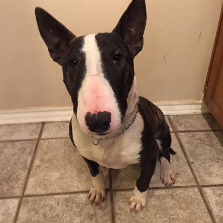 Bull terrier sale rescue near me