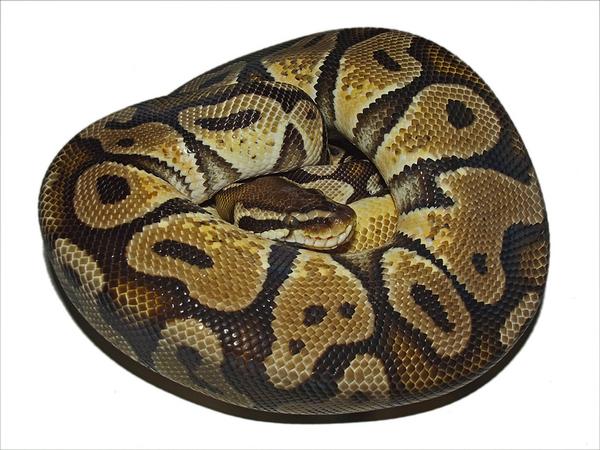 Pythons | Free Download Nude Photo Gallery