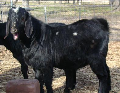 black boer goats for sale