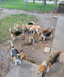 Beagle Puppies Miama FL