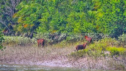 1 night 2 days sundarban tour packages