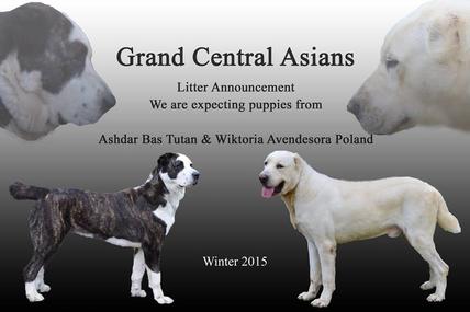 Grand central deals asian shepherd