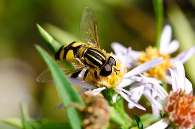 Yellow Jacket on Flower