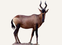 Central African Republic Hartebeest