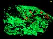 FRANKLINITE, fluorescing WILLEMITE, CALCITE - Sterling Mine, Sterling Hill, Ogdensburg, Franklin Mining District, Sussex County, New Jersey, USA - Franklinite type locality - for sale