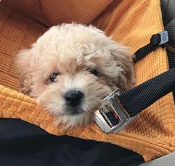 poochon, bichpoo, bichon poodle, bichonpoo, bichoodle, small breed dog, hypoallergenic dog, nonshedding dog, puppy, puppies, puppies for sale, adopt a puppy