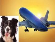 emotional support animal letter for flying