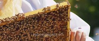 San Diego Beekeeper services