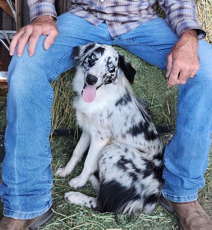 blue merle