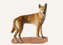 Hunting Dingo Australia