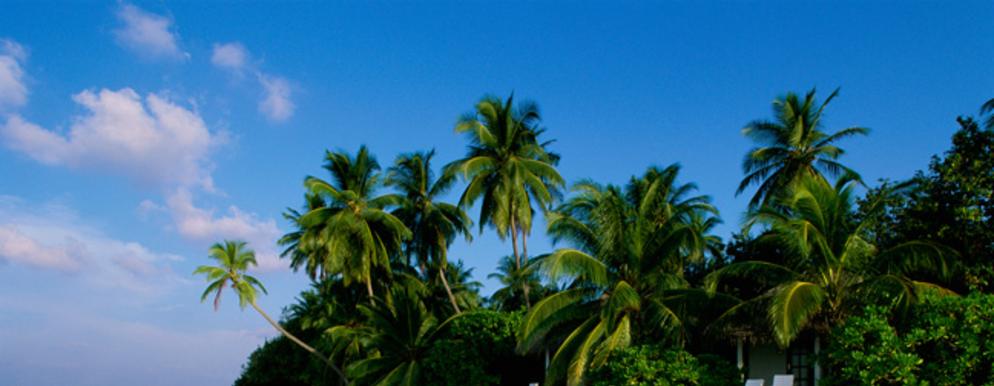 alt="palm trees in florida"