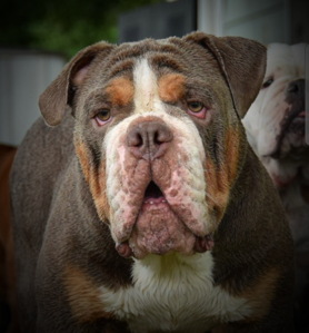 Lilac tri merle olde best sale english bulldog