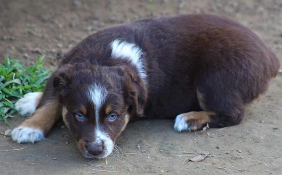 red tri puppy