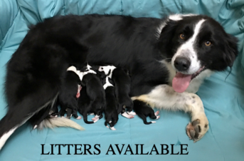 English Shepherd Puppies