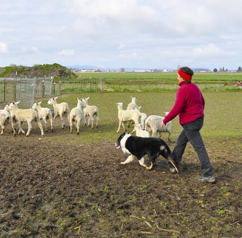 Dog herding near store me