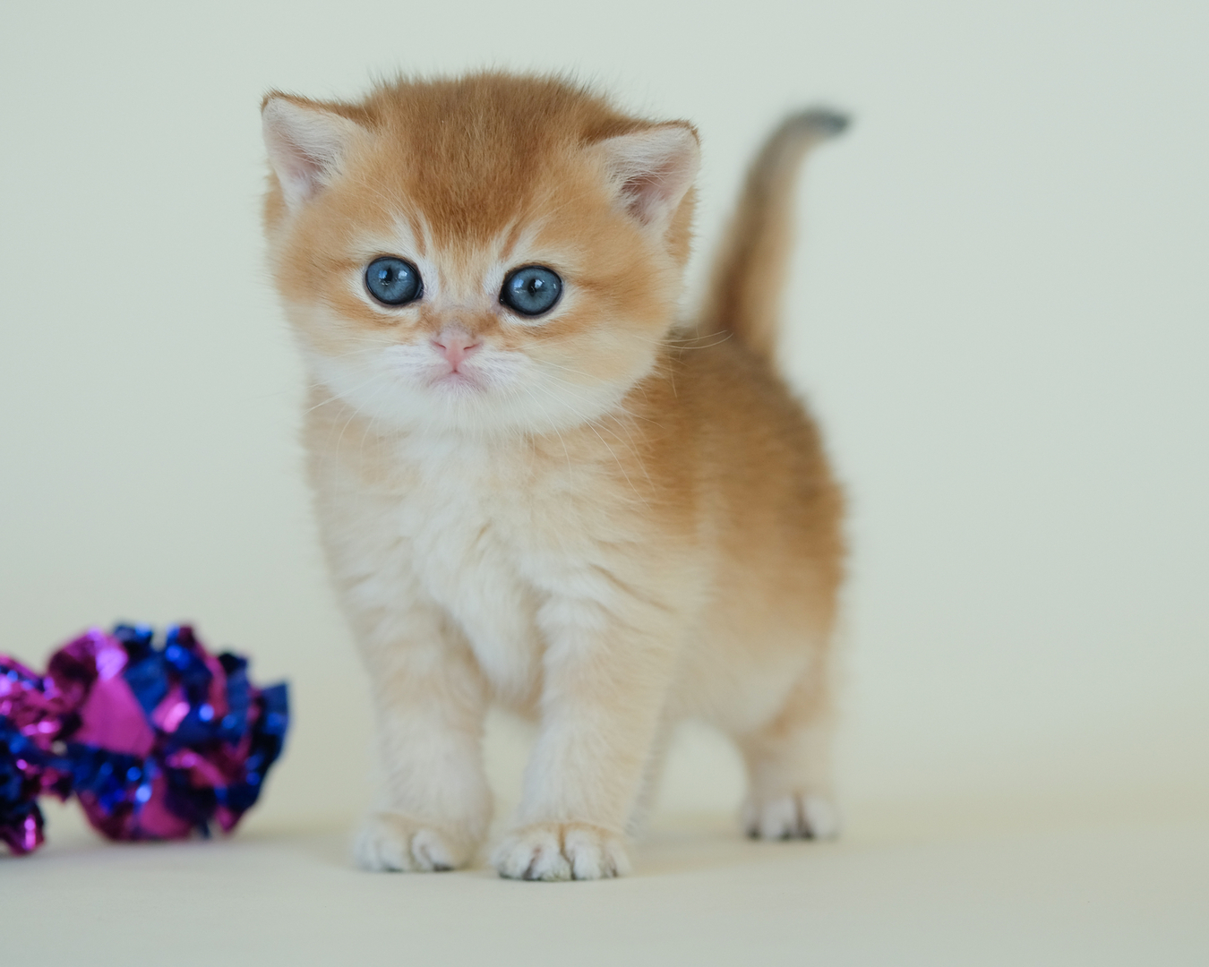 British sales shorthair georgia