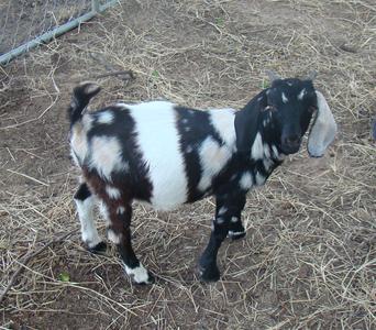 Dappled/Spotted Boer Goats