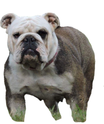 English bulldog in Colorado