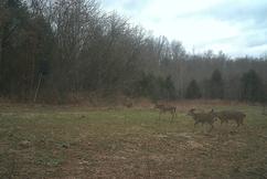 Kentucky gun hunt