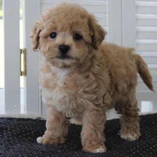 red poochon puppy for sale
