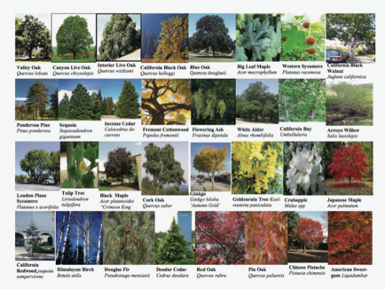 Photo Collage Plant List Sampler by Josette Johnson