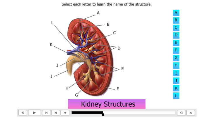 Interactive Guide to the Urinary System