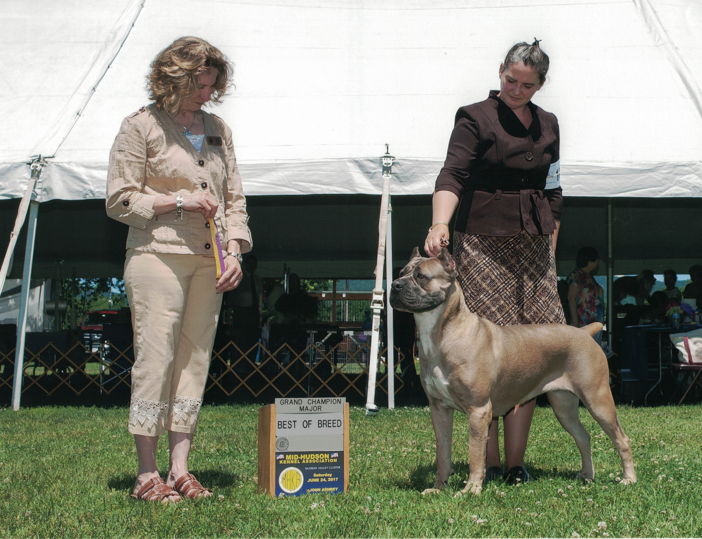 Hudson best sale cane corso