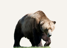 Hunting Bear Czech Republic