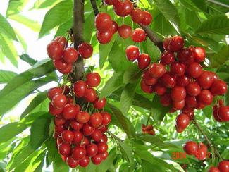 bán chery Mỹ tại Hà Nội giá rẻ