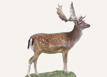 Hunting Fallow Deer Czech Republic