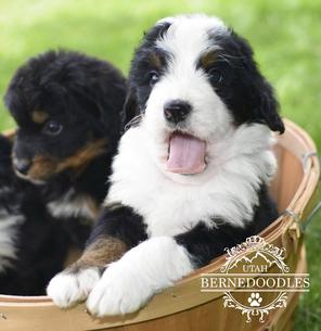 Bringing a Bernedoodle Puppy Home