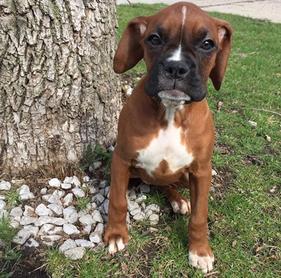 Dog for adoption - Hatfield, a Boxer Mix in Louisville, KY