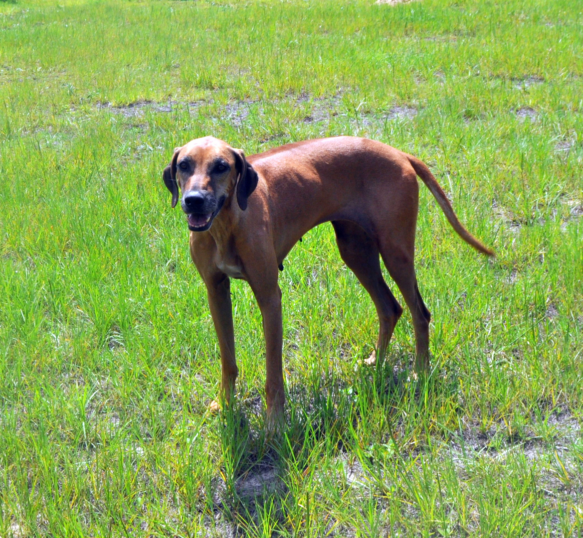 Liver nose ridgeback hot sale puppies for sale