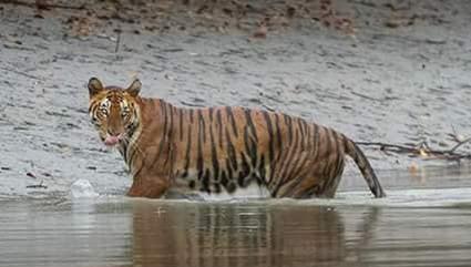 Royal Bengal Tiger- Sundarban & Kolkata tour package