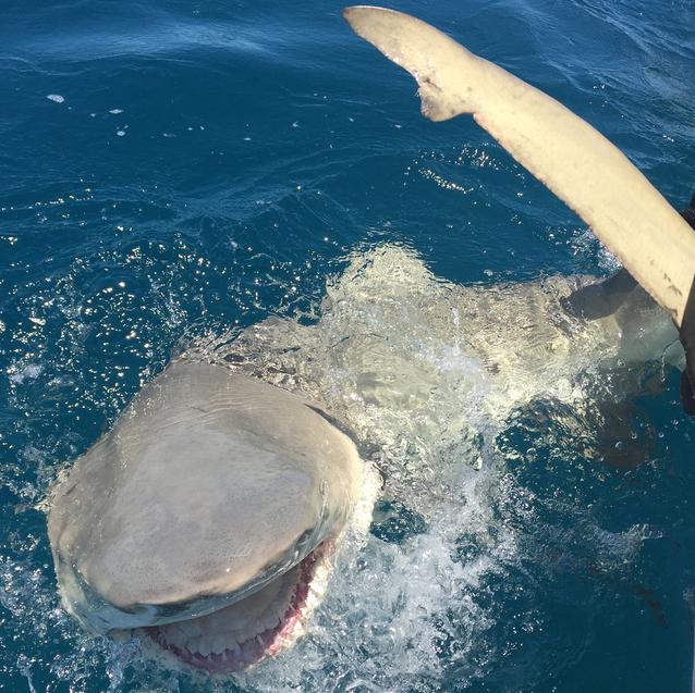 My wife catching a LEMON SHARK on a Fin-Nor Offshore spinning reel at the  beach 