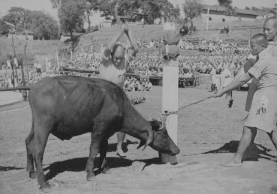 Kukri being used to behead a water buffalo in 1945