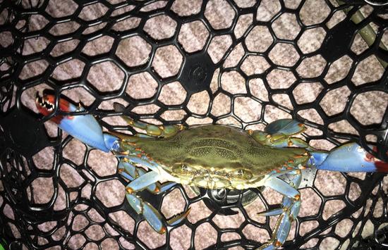 Cooler of Blue Crabs