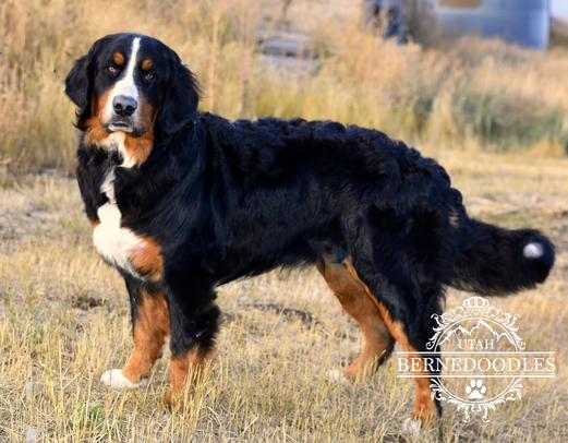 Monroe Tricolor Bernese Dog - Utah Bernedoodles