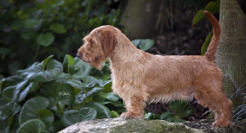 Fauve basset de store bretagne