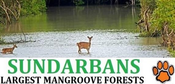Sundarban National Park