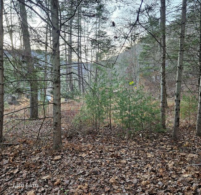 MLS Search Davis Real Estate, Inc PA.