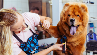 Pet groomer and dog